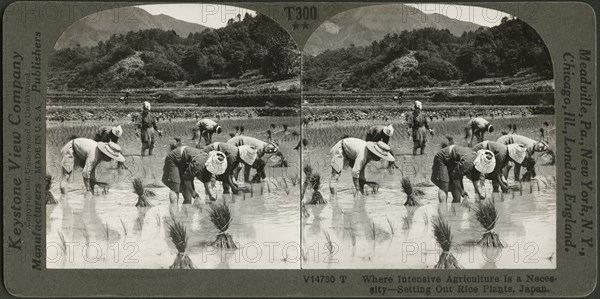 Where Intensive Agriculture is a Necessity-Setting out Rice Plants, Japan, Stereo Card, Keystone View Company, 1904