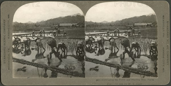 Cultivating the Fields and Planting Rice, Japan, Stereo Card, Standard Scenic Company, 1906