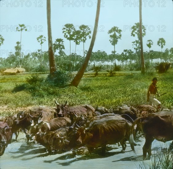 Herd of Cattle Crossing River, Siam, Hand-Colored Magic Lantern Slide, Newton & Company, 1925
