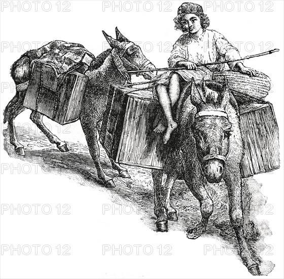 Loads on Donkeys, Palestine, 1890's, Illustration, Classical Portfolio of Primitive Carriers, by Marshall M. Kirman, World Railway Publ. Co., Illustration, 1895