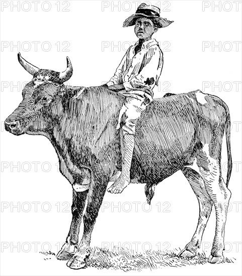 Riding a Bull in rural Georgia, USA, Illustration, Classical Portfolio of Primitive Carriers, by Marshall M. Kirman, World Railway Publ. Co., Illustration, 1895