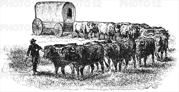 Wagon Train on the Great Plains, USA, Illustration, Classical Portfolio of Primitive Carriers, by Marshall M. Kirman, World Railway Publ. Co., Illustration, 1895