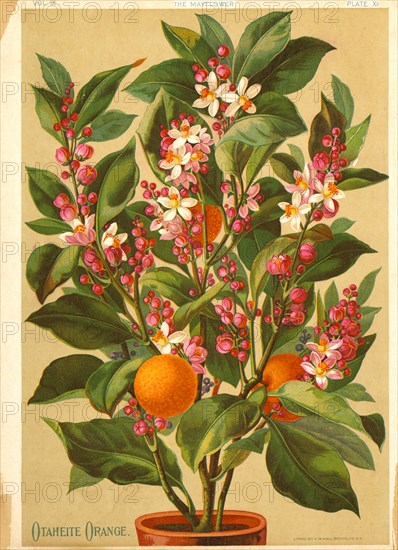 Otaheite Orange, Chromolithograph, H.M. Wall, 1891