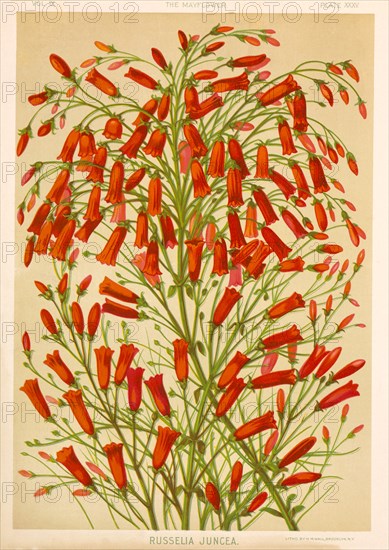 Russelia Juncea, Chromolithograph, H.M. Wall, 1892