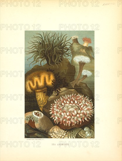 Sea Anemones, Selmar Press Publisher, NY, 1898