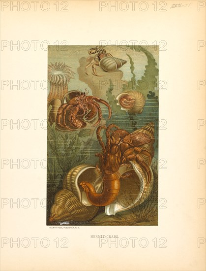 Hermit-Crabs, Selmar Press Publisher, NY, 1898