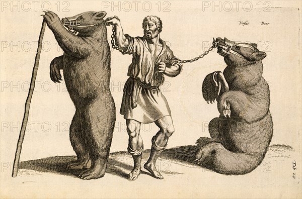 Ursus, Baer (Bear), Tab LV., Historia Naturalis, De Quadrupedibus, John Jonston, Amsterdam, Copper Plate Engraving, c. 1650