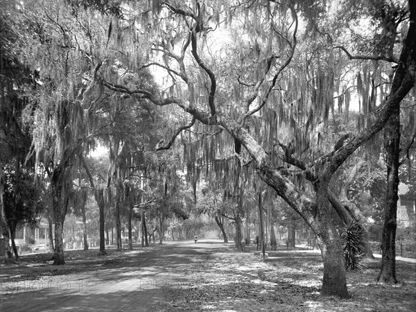 South Ridgewood Avenue, Daytona, Florida, USA, Detroit Publishing Company, 1910's