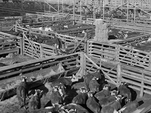 Stockyards, South Omaha, Nebraska, USA, John Vachon, Farm Security Administration, November 1938