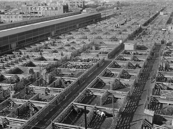 Stockyards, South Omaha, Nebraska, USA, John Vachon, Farm Security Administration, November 1938