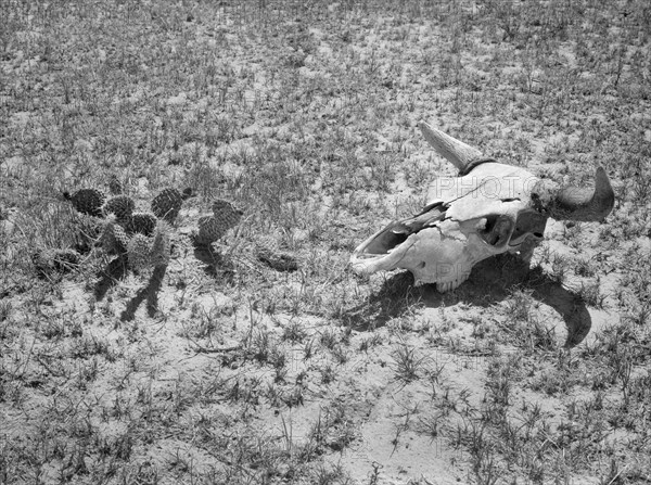 Close-up View of Overgrazed Land, Pennington County, South Dakota, USA, Arthur Rothstein, Farm Security Administration, May 1936