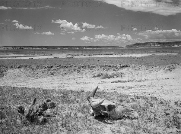 Overgrazed Land, Pennington County, South Dakota, USA, Arthur Rothstein, Farm Security Administration, May 1936