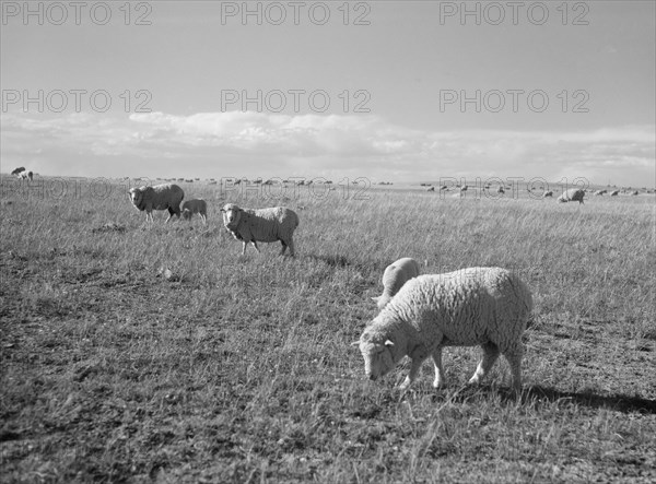 Sheep Grazing, Pennington County, South Dakota, USA, Arthur Rothstein, Farm Security Administration, May 1936