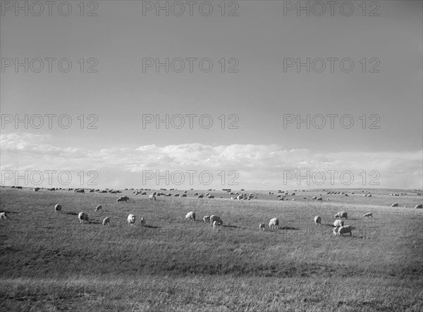 Sheep Grazing, Pennington County, South Dakota, USA, Arthur Rothstein, Farm Security Administration, May 1936