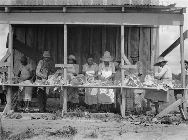 Group of Laborers Stringing Tobacco, Florence County, South Carolina, USA, Farm Security Administration, 1938