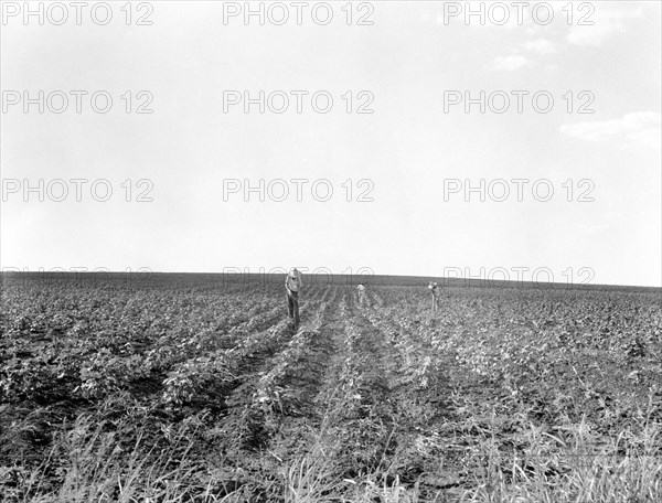 Laborers Hoeing Cotton in Field, South Texas, USA, Dorothea Lange, Farm Security Administration, August 1936
