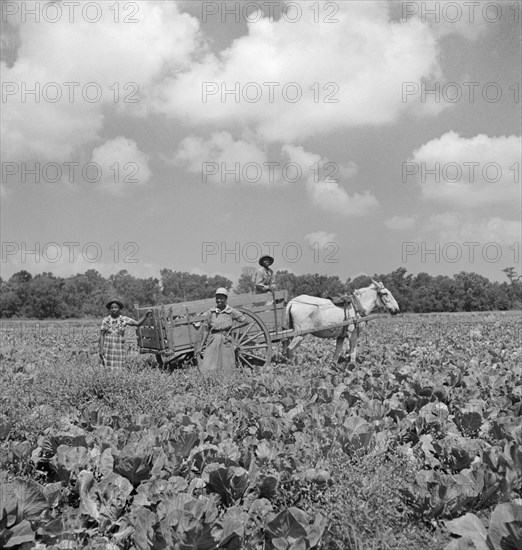 Laborers in Cabbage Field, Parris Island, South Carolina, USA, Alfred T. Palmer, Office of War Information, May 1942