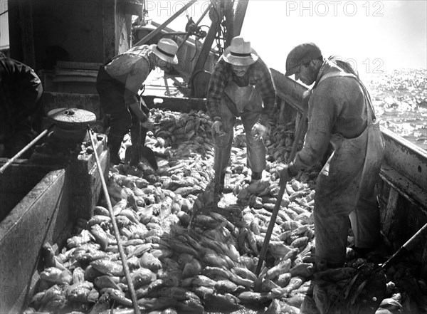 Fishermen Loading Boat with Rosefish, Gloucester, Massachusetts, USA, Howard Liberman, Office of War Information, September 1942