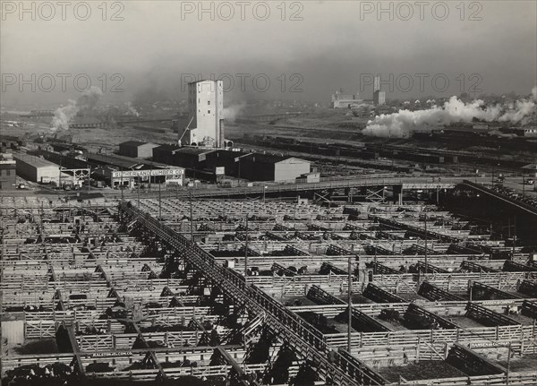 Stockyards, South Omaha, Nebraska, USA, John Vachon, Farm Security Administration, November 1938