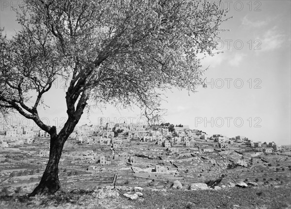 Bethlehem, West Bank, Matson Photo Service, March 1945