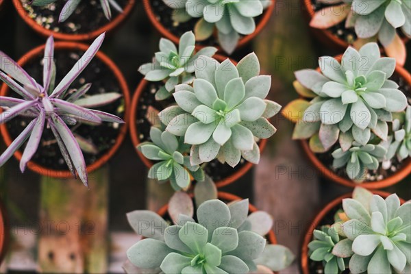 High Angle View of Potted Succulents