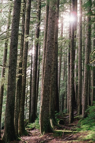 Evergreen Trees in Forest