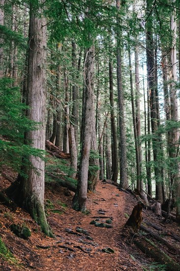 Hiking Path Through Evergreen Forest