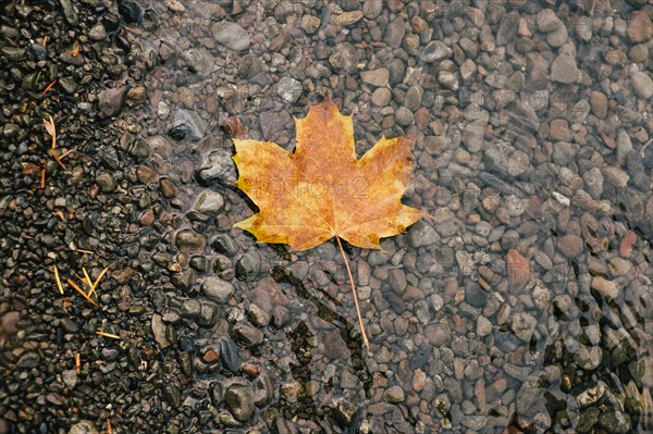 Golden Leaf Floating in Stream