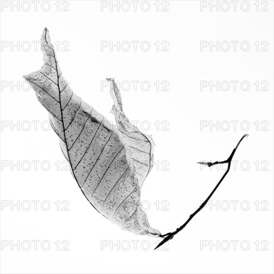 American Beech Leaf on White Background, I