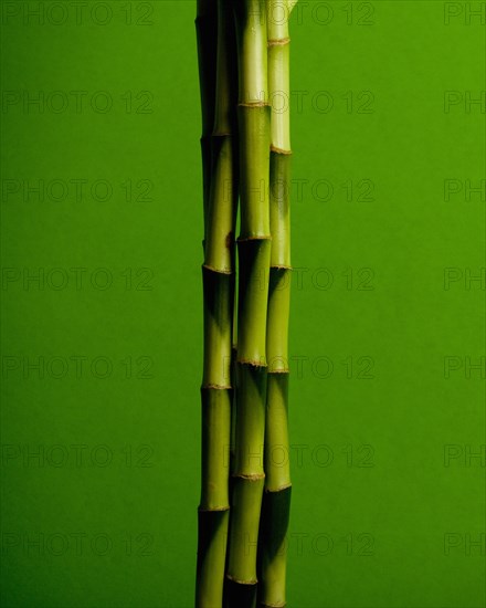 Bamboo Stalks against Green Background