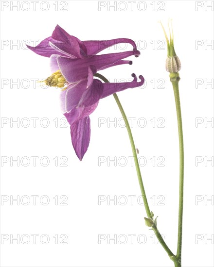 Purple Columbine Flower, Profile on White Background