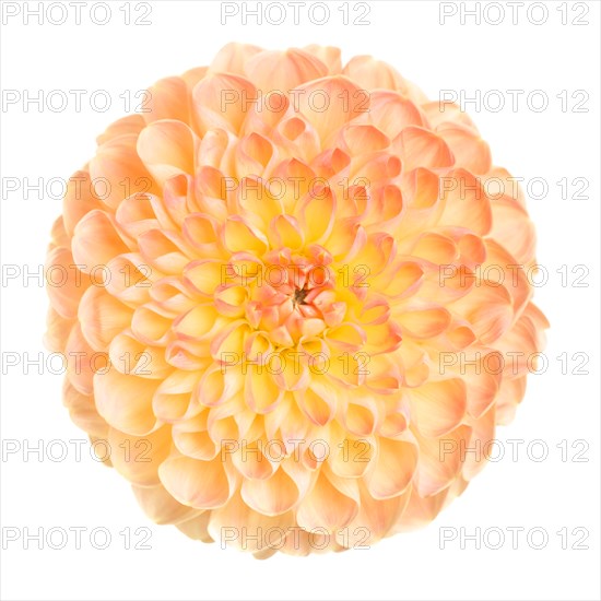 High Angle View of Dahlia Flower against White Background