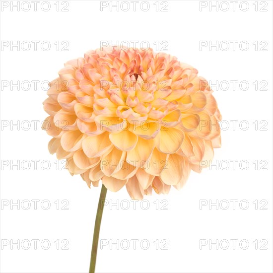 Dahlia Flower on Stem against White Background