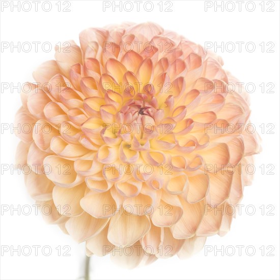 Dahlia Flower against White Background, Close-Up