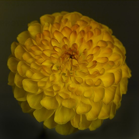 Dahlia Flower against Dark Background, Close-Up