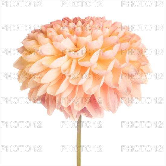 Dahlia Flower on Stem against White Background