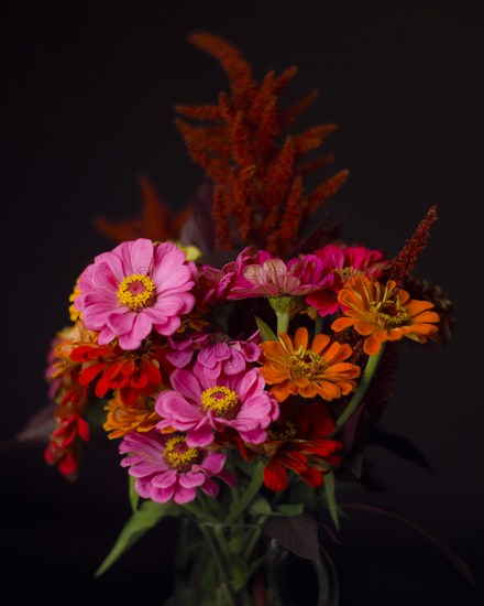 Zinnia Bouquet against Black Background