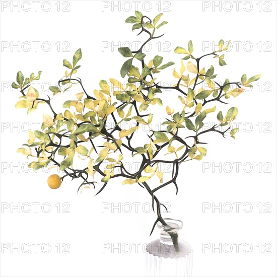 Branch of Hardy Orange Tree, Poncirus trifoliata, in Vase against White Background