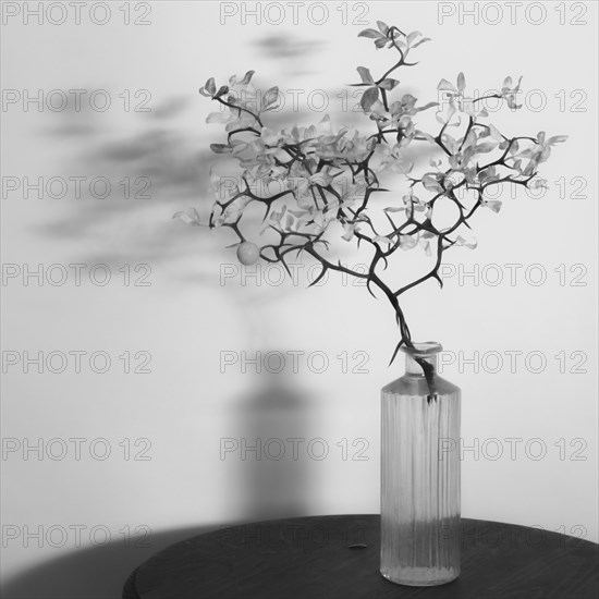 Branch of Hardy Orange Tree, Poncirus trifoliata, in Vase on round Table