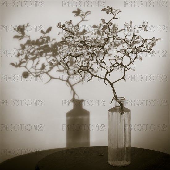 Branch of Hardy Orange Tree, Poncirus trifoliata, in Vase on Round Table with Shadow