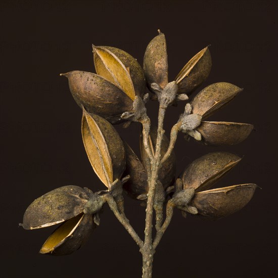 Open Paulownia Seed Pods against Dark Background, Close-Up Rear View