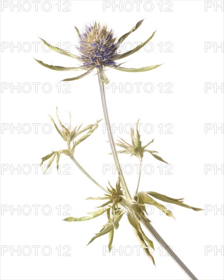 Purple Dried Seed Heads on Stem