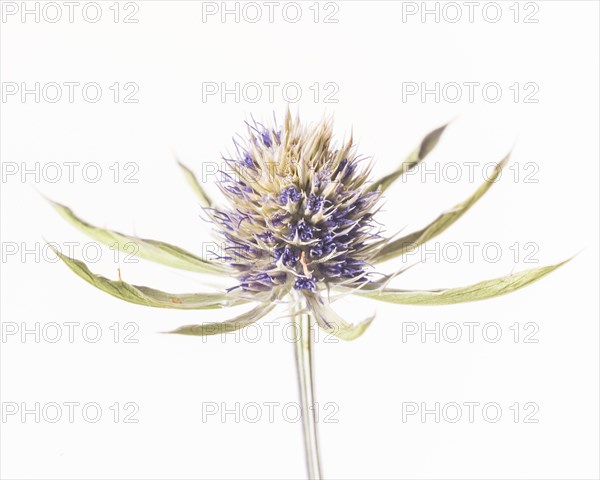 Purple Dried Seed Head, Close Up