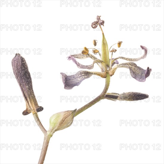 Toad Lily, Tricyrtis hirta, against White Background