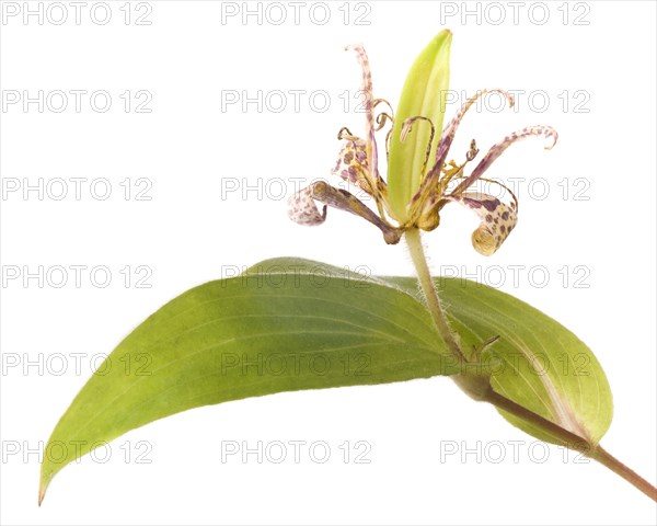 Toad Lily, Tricyrtis hirta, with Seed Pod and Leaf against White Background