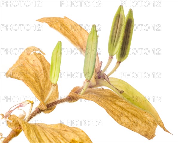 Toad Lily, Tricyrtis hirta, with Multiple Seed Pods against White Background