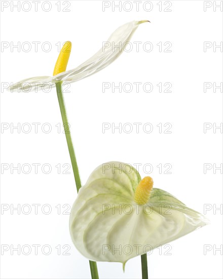 Anthurium Spathe and Spadix against White Background