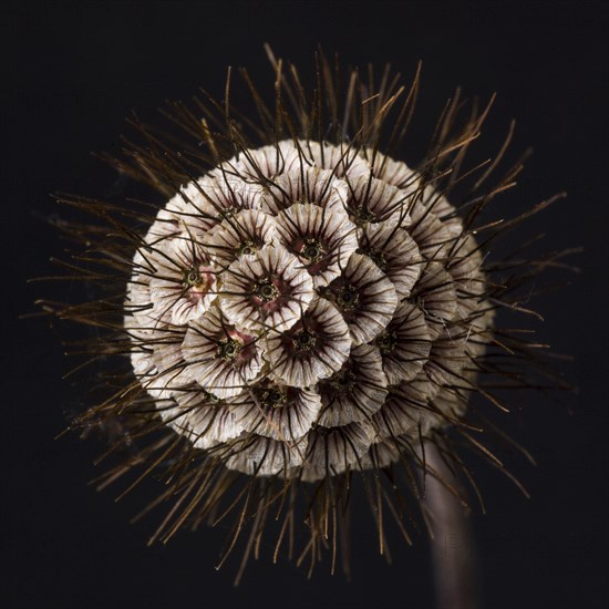 Scabiosa Seed Pod against Dark Background