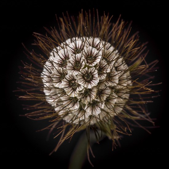 Scabiosa Seed Pod against Dark Background