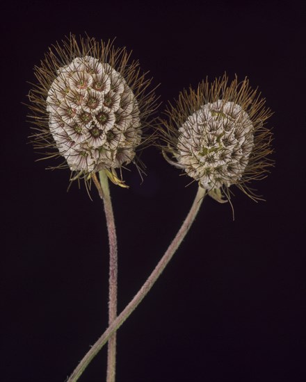 Two Scabiosa Seed Pods against Dark Background